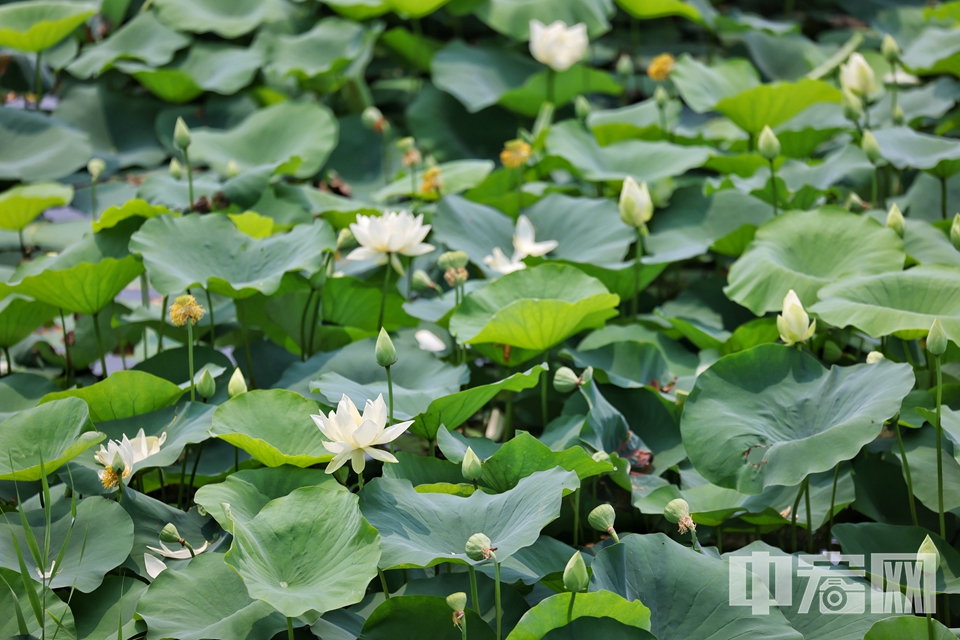 6月26日，北京海淀区上庄水库西侧，两个紧邻的荷塘中荷花盛开，中间半月形的拱桥横跨水面，如诗如画。仿佛一处世外桃源。 陈硕 摄