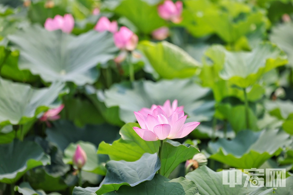 6月26日，北京海淀区上庄水库西侧，两个紧邻的荷塘中荷花盛开，中间半月形的拱桥横跨水面，如诗如画。仿佛一处世外桃源。 陈硕 摄