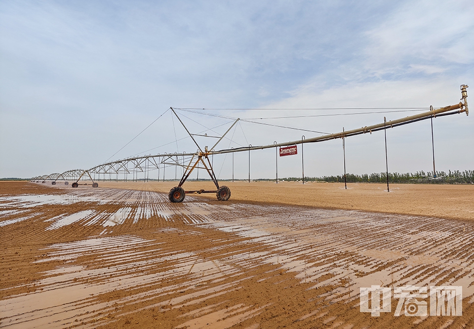 大型灌溉设施正围绕圆心运动进行浇水。 中宏网记者 富宇 摄