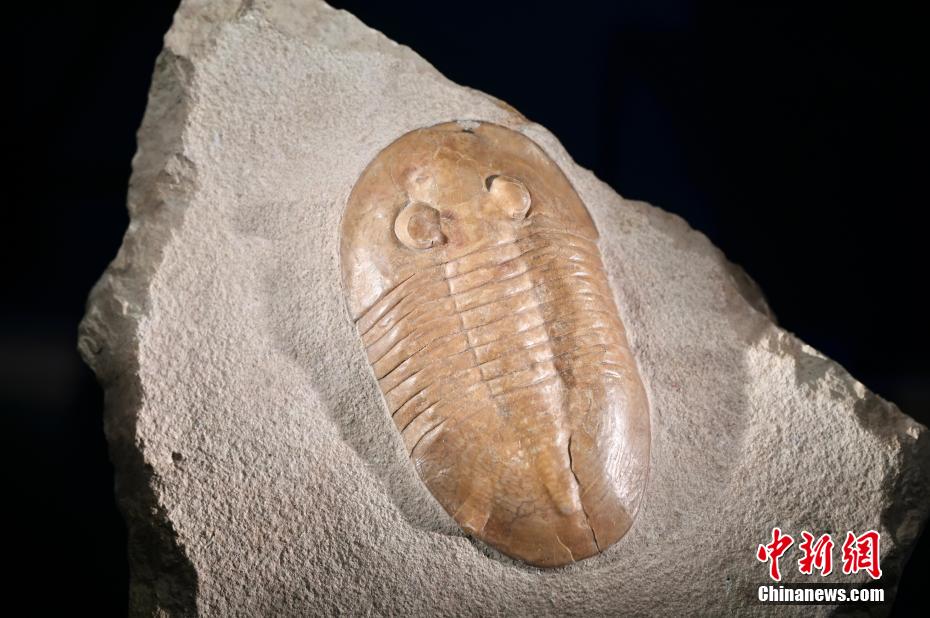 图为奥陶纪中期至晚期的普劳丁栉虫化石。中新网记者 李志华 摄