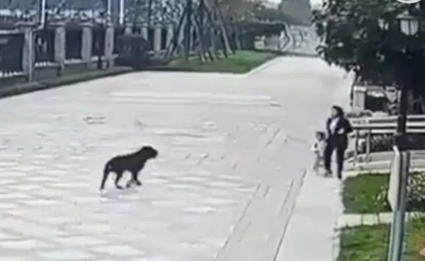 2岁女童小区内遭烈犬扑倒撕咬.jpg