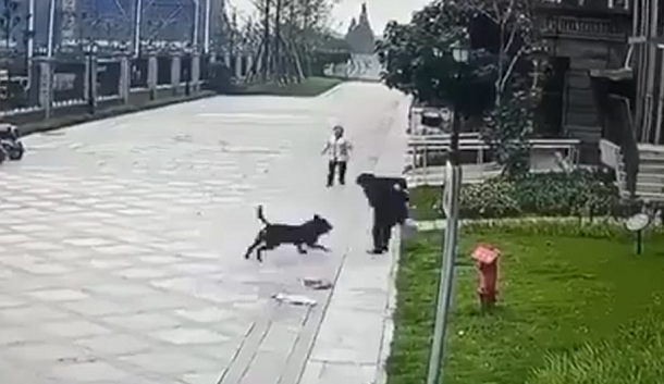 2岁女童小区内遭烈犬扑倒撕咬.png