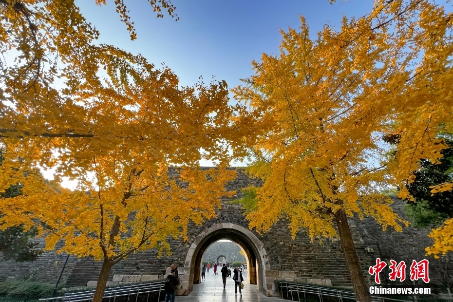 11月28日，江苏南京，汉中门广场的银杏树在暖阳下呈现一片金黄，与古老的明城墙相映成辉，成为一道独特的风景。 中新社记者 泱波 摄