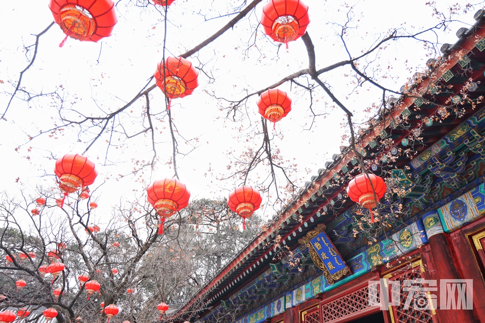 随着春节的脚步不断临近，北京各家公园中张灯结彩，年味渐浓，火红的灯笼，绽放的春花，处处洋溢着节日气息。香山公园在游览主干道上布置了1000余盏红灯，营造出浓浓年味儿。同时，2000余枝仿真花卉也为园中带来盎然春意。