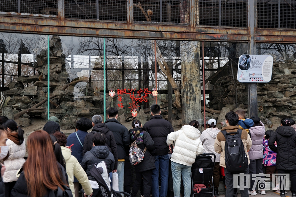 2月13日，游客参观北京动物园。