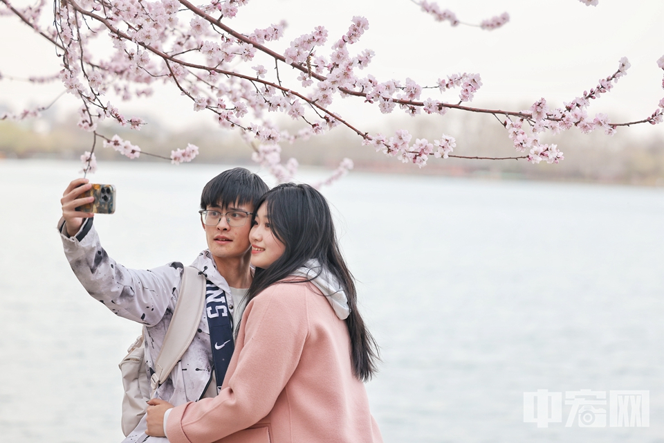 北海公園的山桃花悄然綻放。粉色的花簇與白塔古建相映成趣，吸引游客駐足觀賞、拍攝。
