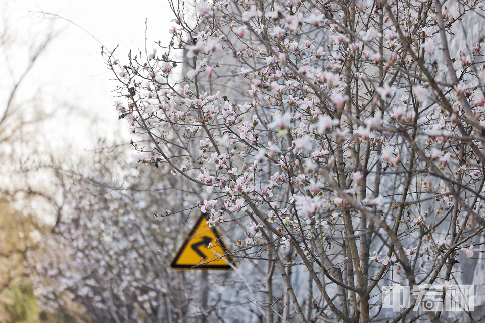 3月17日，北京故宫东华门外的玉兰花迎春绽放。