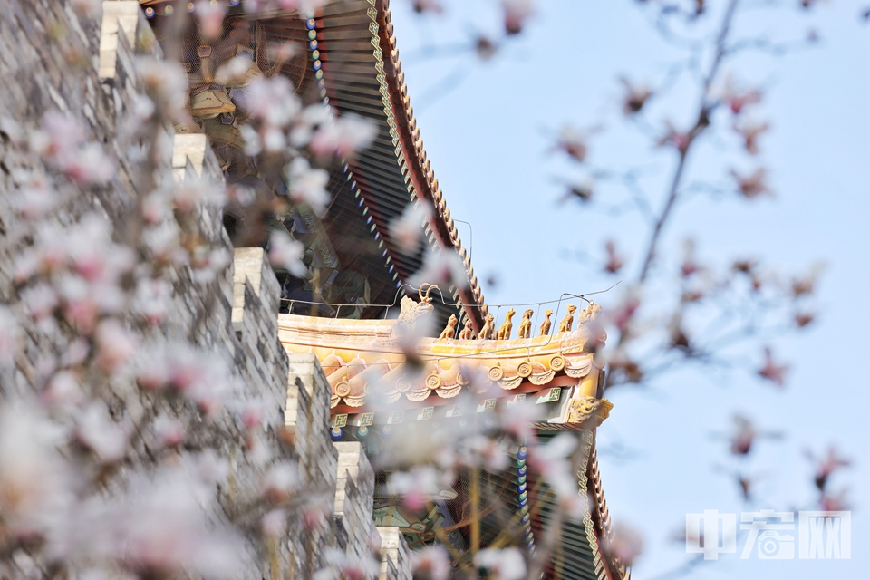 3月17日，北京故宫东华门外的玉兰花迎春绽放，红色宫墙与粉嫩的玉兰花相映成趣，别有一番风味，引得市民、游客们纷纷驻足拍照打卡。陈硕 摄