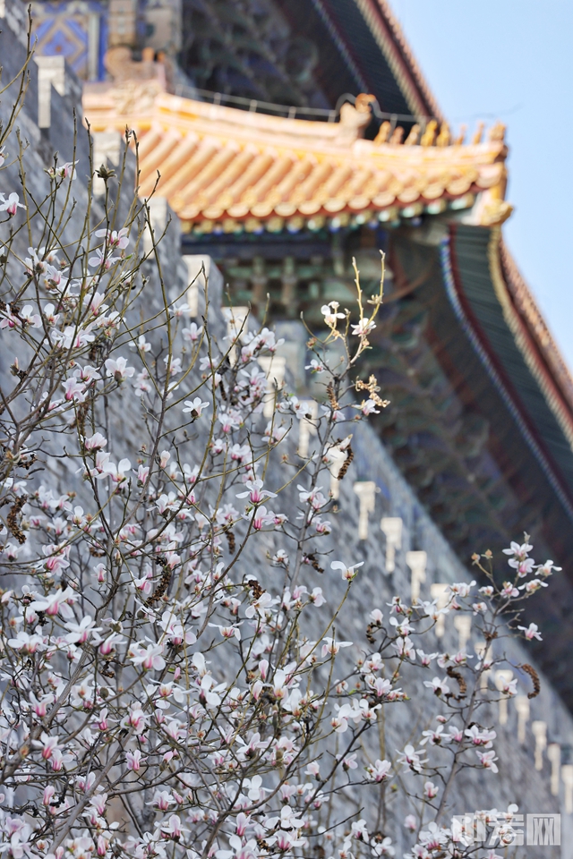 3月17日，北京故宫东华门外的玉兰花迎春绽放，红色宫墙与粉嫩的玉兰花相映成趣，别有一番风味，引得市民、游客们纷纷驻足拍照打卡。陈硕 摄
