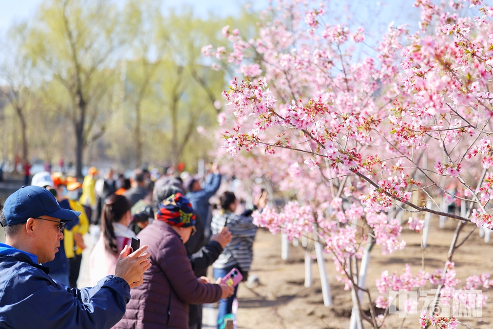 3月19日，玉淵潭公園第三十五屆櫻花文化活動暨第五屆春季花卉聯(lián)展正式啟幕。