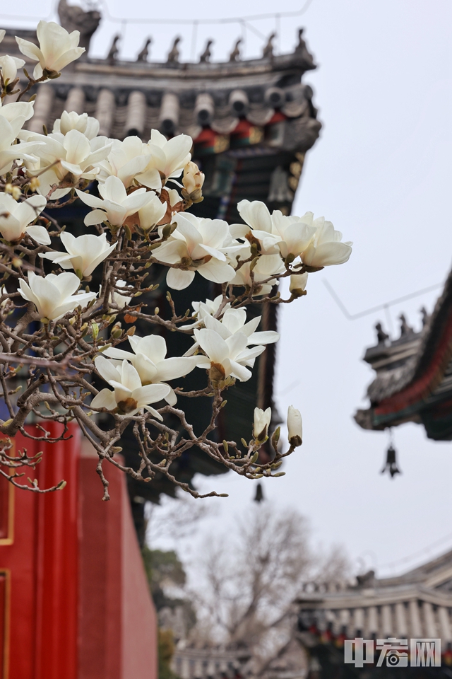 3月23日，北京万寿寺（北京艺术博物馆）的玉兰花悄然盛开，红墙青瓦相映下古韵十足。不少有人纷纷前往记录下美好的瞬间。 陈硕 摄
