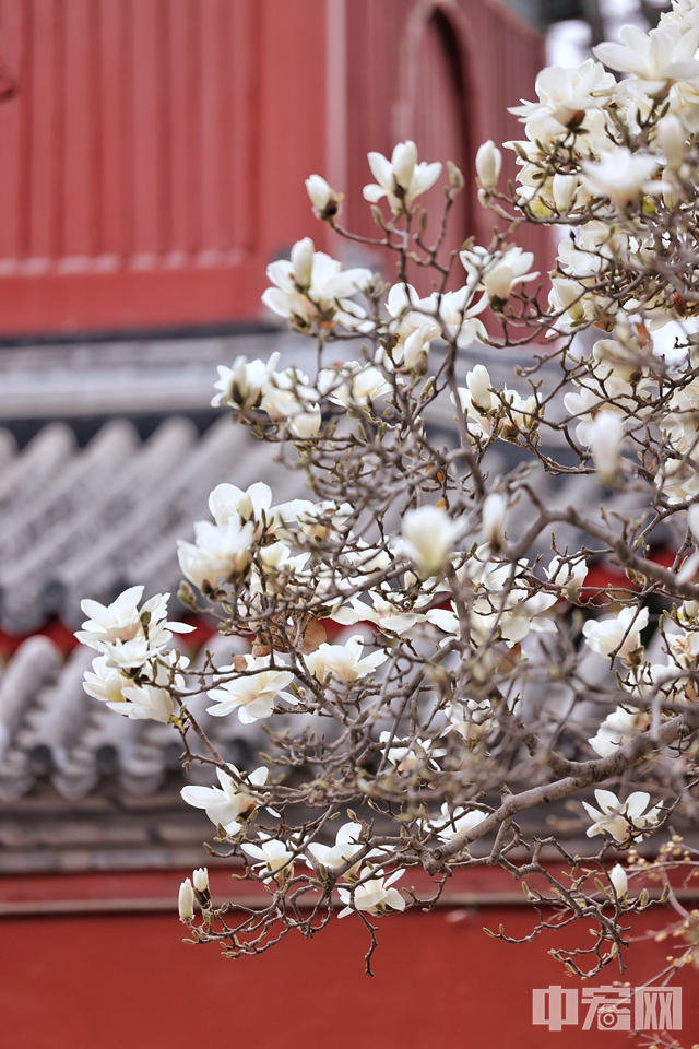 3月23日，北京万寿寺（北京艺术博物馆）的玉兰花悄然盛开，红墙青瓦相映下古韵十足。不少有人纷纷前往记录下美好的瞬间。 陈硕 摄