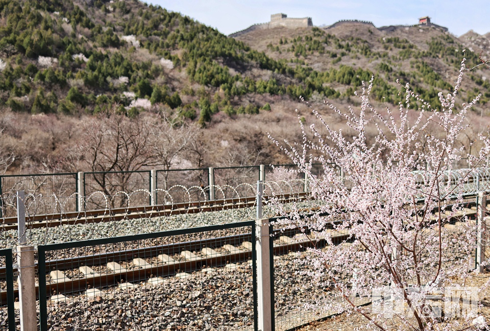 北京昌平区居庸关花海栈道对外开放，不少市民、游客前往居庸关村九仙庙东坡的木栈道、观景台，观看、拍摄列车从山花中穿过的美景。 陈硕 摄