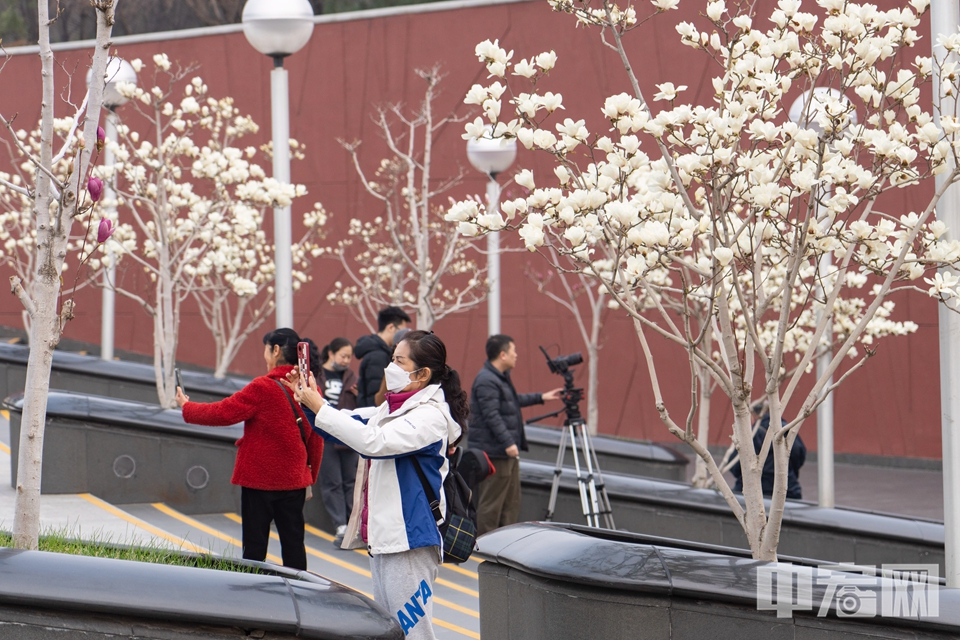 近日，国家大剧院附近的玉兰花绚丽绽放，吸引游人前来参观拍照。中宏网记者 康书源 摄