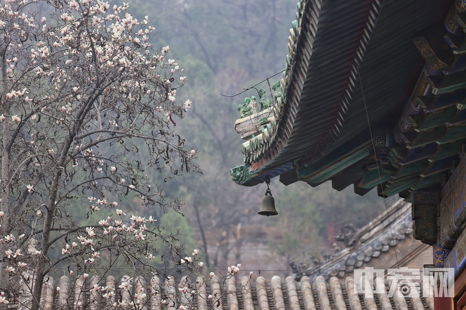 随着本周北京气温的逐渐回升，潭柘寺也开启了春花盛宴。寺内除了已有400余年的二乔玉兰，蜡梅、迎春、丁香也已绽放，让游客感受到了春日美好。 陈硕 摄