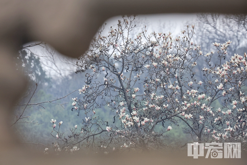 随着本周北京气温的逐渐回升，潭柘寺也开启了春花盛宴。寺内除了已有400余年的二乔玉兰，蜡梅、迎春、丁香也已绽放，让游客感受到了春日美好。 陈硕 摄