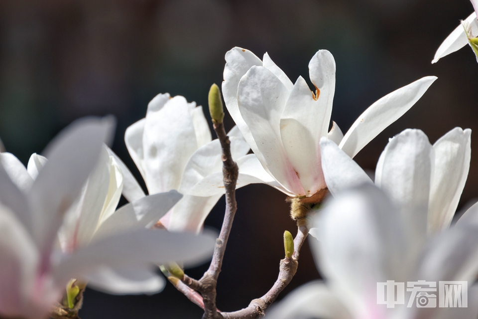 3月29日，北京颐和园乐寿堂里的白玉兰怒放，繁花满树，馨香满院。陈硕 摄