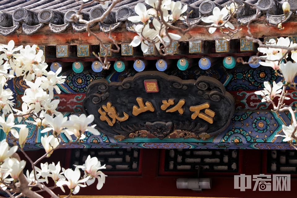 3月29日，北京颐和园乐寿堂里的白玉兰怒放，繁花满树，馨香满院。陈硕 摄