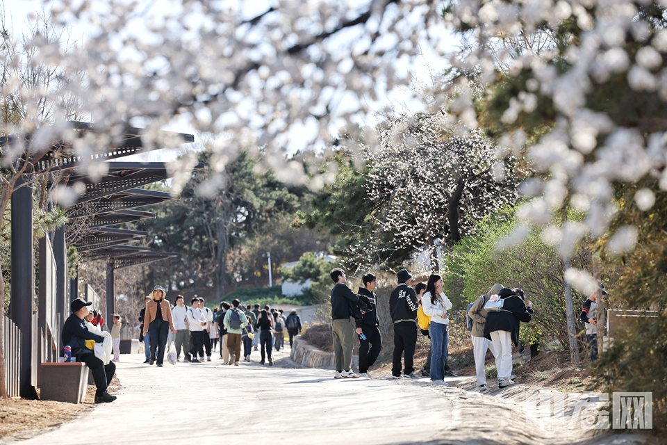 西山國(guó)家森林公園山桃、山杏、迎春、玉蘭、連翹、梅花綻放，漫山遍野，姹紫嫣紅，猶如一幅油畫(huà)。