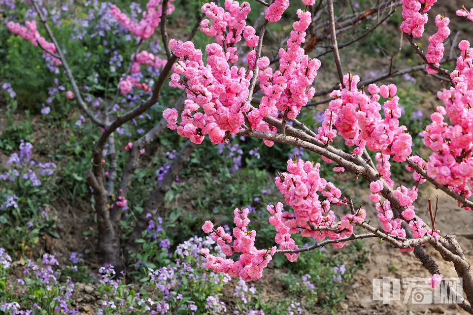 4月2日，圆明园第二十九届踏青节正式开幕。