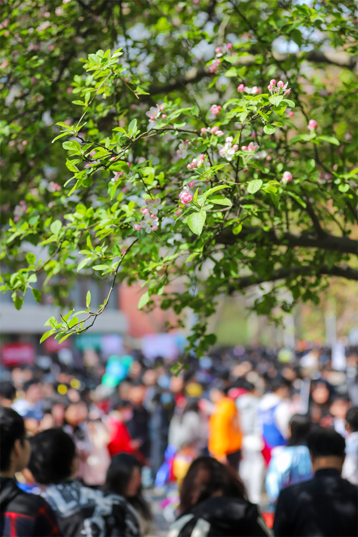 花开又相逢 天津大学2024年海棠季校园开放日如期举行