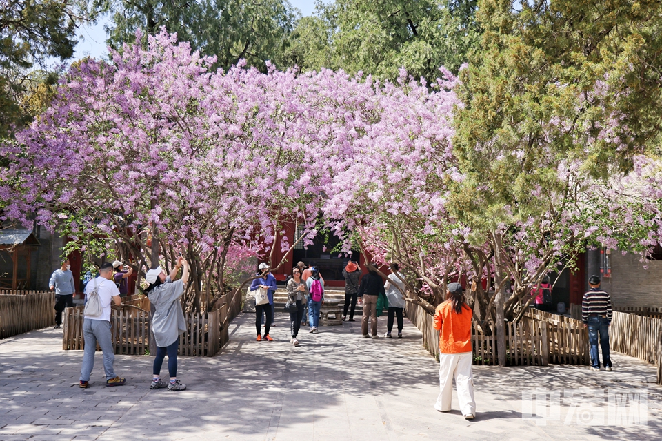 本周北京大觉寺进入最佳观赏期，连翘、紫荆、丁香以及有着三百多年树龄的古玉兰竞相开放，吸引了不少游客和摄影爱好者前来“打卡”。陈硕 摄