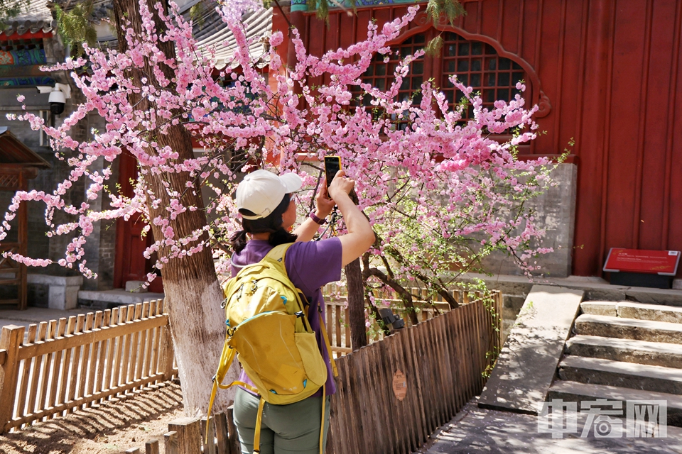 本周北京大觉寺进入最佳观赏期，连翘、紫荆、丁香以及有着三百多年树龄的古玉兰竞相开放，吸引了不少游客和摄影爱好者前来“打卡”。陈硕 摄