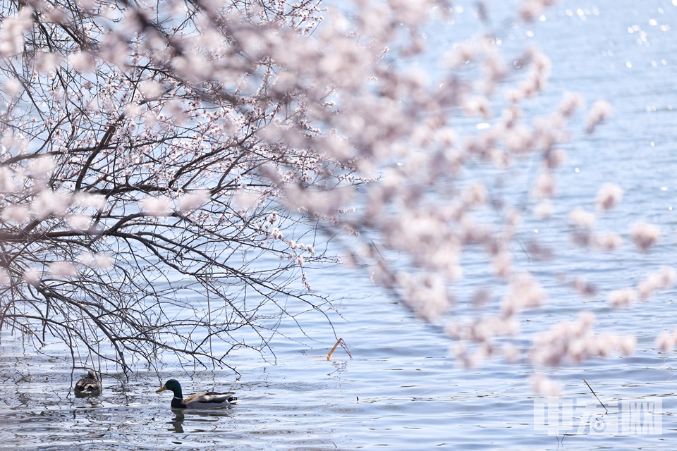 3月20日，北京颐和园西堤山桃花陆续盛开，整个西堤春意盎然。