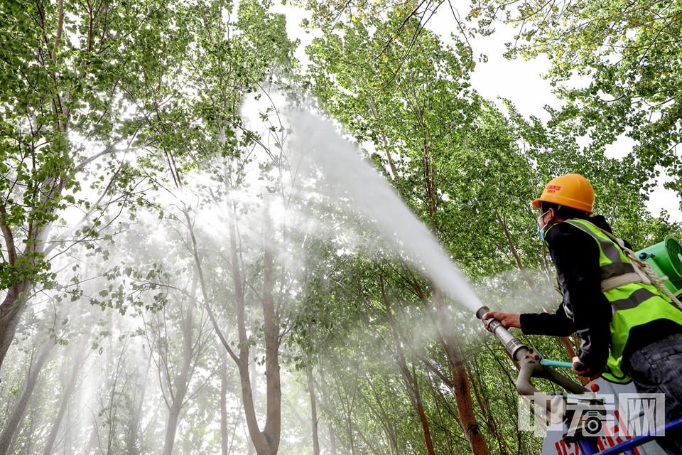 北京市园林绿化局工人对毛白杨进行喷水，减少飞絮。