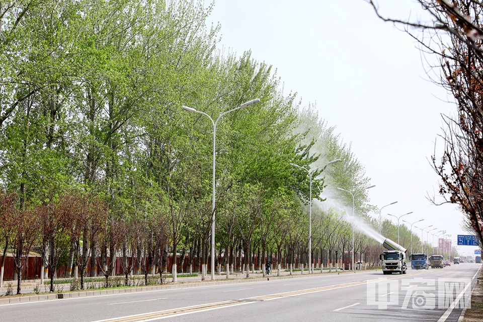 北京市园林绿化局出动车辆对道路两旁的毛白杨进行喷水，坚持“应湿尽湿，应扫尽扫”。
