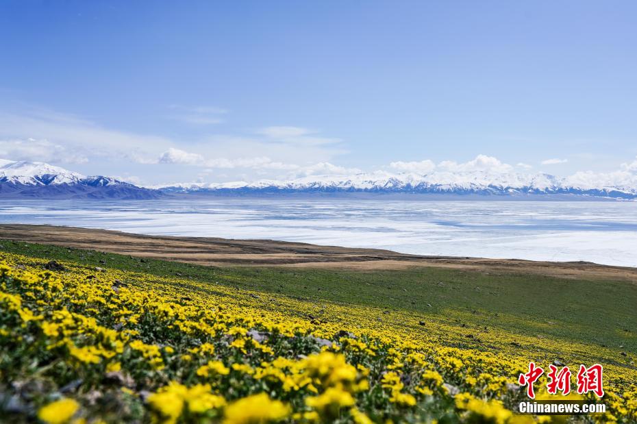 4月下旬，随着天气转暖，新疆赛里木湖的春天如期而至。图为赛里木湖岸边大片黄花盛开。 钟大玮 摄