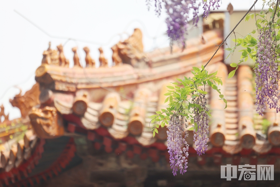 紫藤是孔庙和国子监博物馆的特色之一，每年都有许多游客慕名而来。近期，孔庙国子监紫藤迎来最佳观赏期，进入大成门后，两边几株百岁紫藤开满淡紫色花，伴随春天温暖的阳光，古意盎然。从古树上自然垂下的紫藤，仿佛是紫色的瀑布倾泻而下，充满诗情画意。红墙、琉璃瓦、紫藤花相映成趣。陈硕 摄