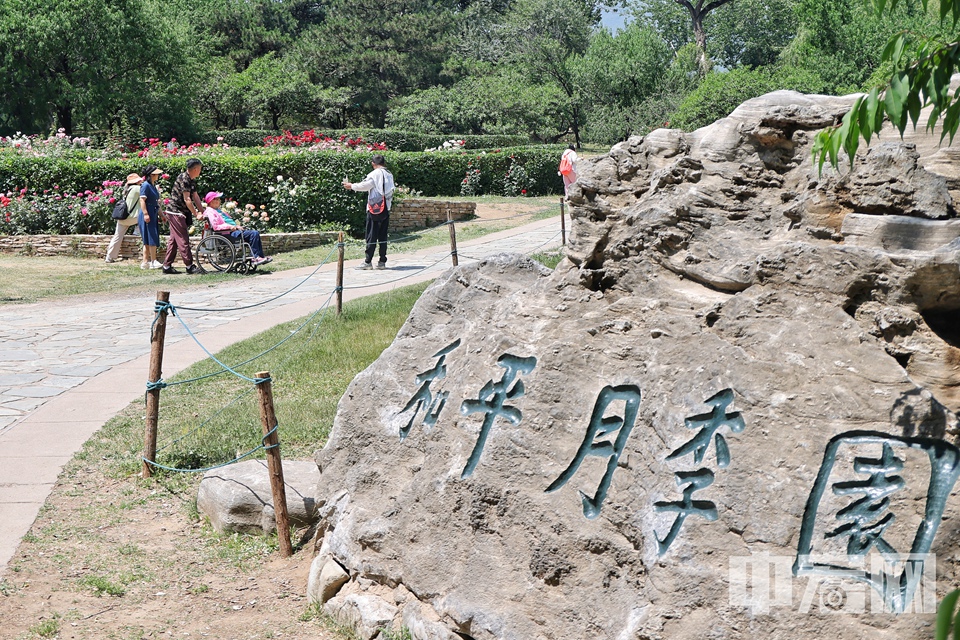 据工作人员介绍，月季园设有蔷薇及古老月季展示区、丰花月季展示区、台地园（新优品种展示区）、奥斯汀月季展示区等多个展区，集中展示中国古老月季、丰花月季、杂交茶香月季、灌丛月季、微型月季、树状月季等20余个园艺类型的近千个品种，其中不乏和平月季、红双喜月季、朱墨双辉月季、节日礼花月季和绿野月季等优秀品种。 陈硕 摄