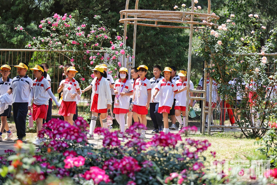 5月17日，游客在国家植物园（北园）月季园内欣赏盛开月季花。 陈硕 摄