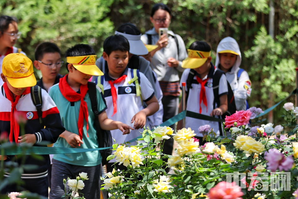 5月17日，游客在国家植物园（北园）月季园内欣赏盛开月季花。 陈硕 摄