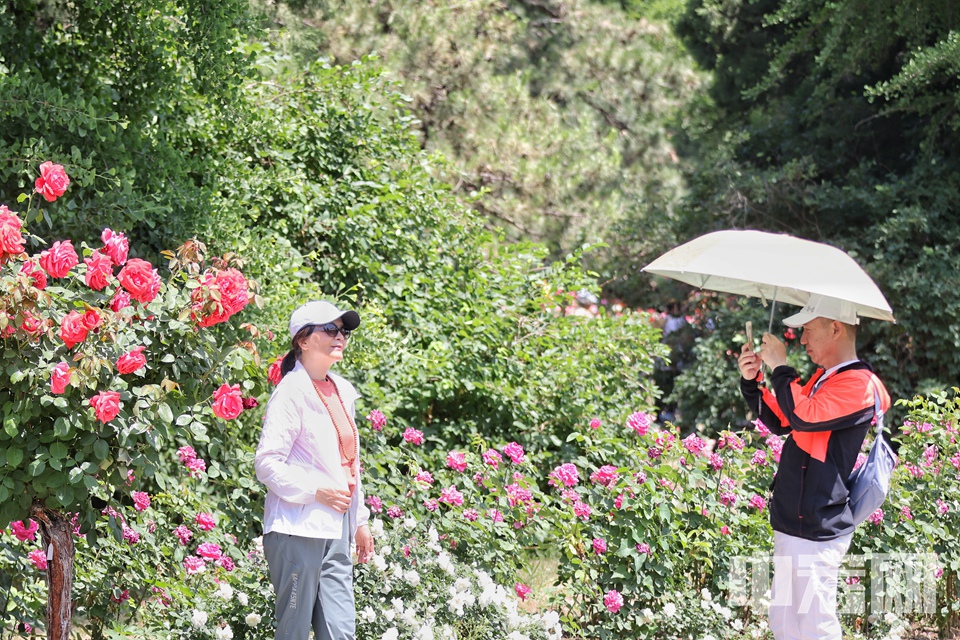 5月17日，游客在国家植物园（北园）月季园内欣赏盛开月季花。 陈硕 摄