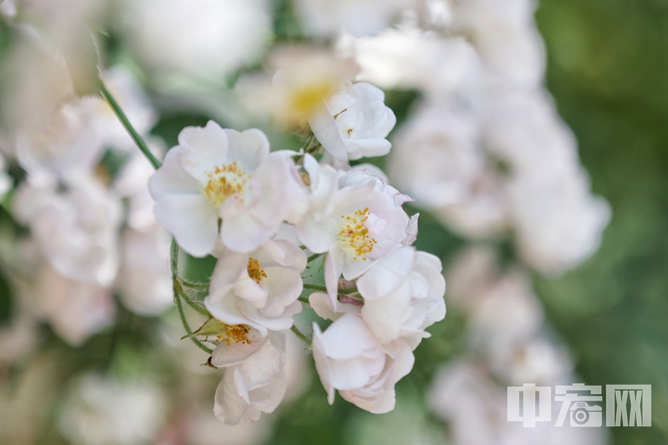 5月17日，游客在国家植物园（北园）月季园内欣赏盛开月季花。 陈硕 摄