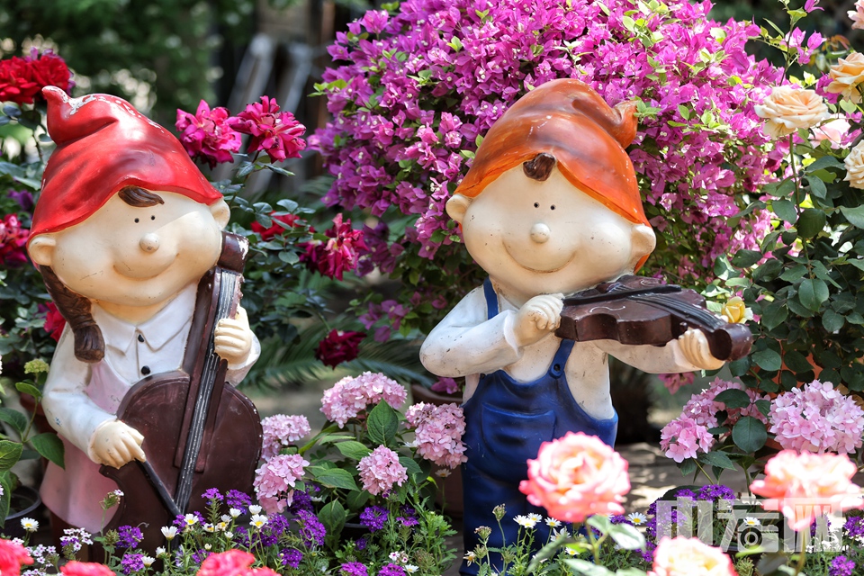 5月17日，游客在国家植物园（北园）月季园内欣赏盛开月季花。 陈硕 摄