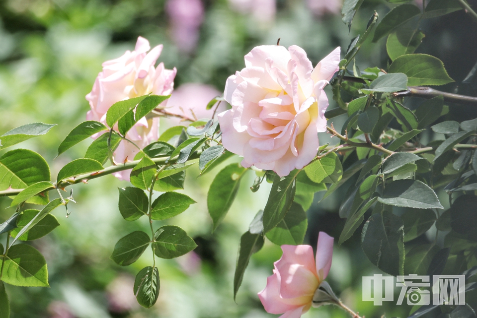 5月17日，游客在国家植物园（北园）月季园内欣赏盛开月季花。 陈硕 摄