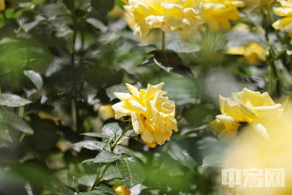 5月17日，游客在国家植物园（北园）月季园内欣赏盛开月季花。 陈硕 摄