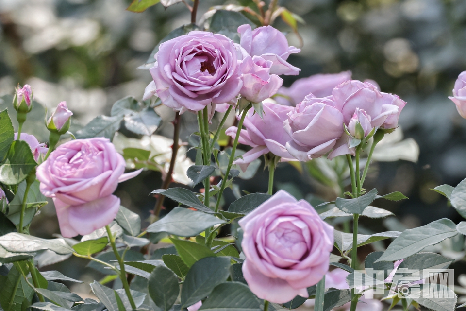 5月17日，游客在国家植物园（北园）月季园内欣赏盛开月季花。 陈硕 摄