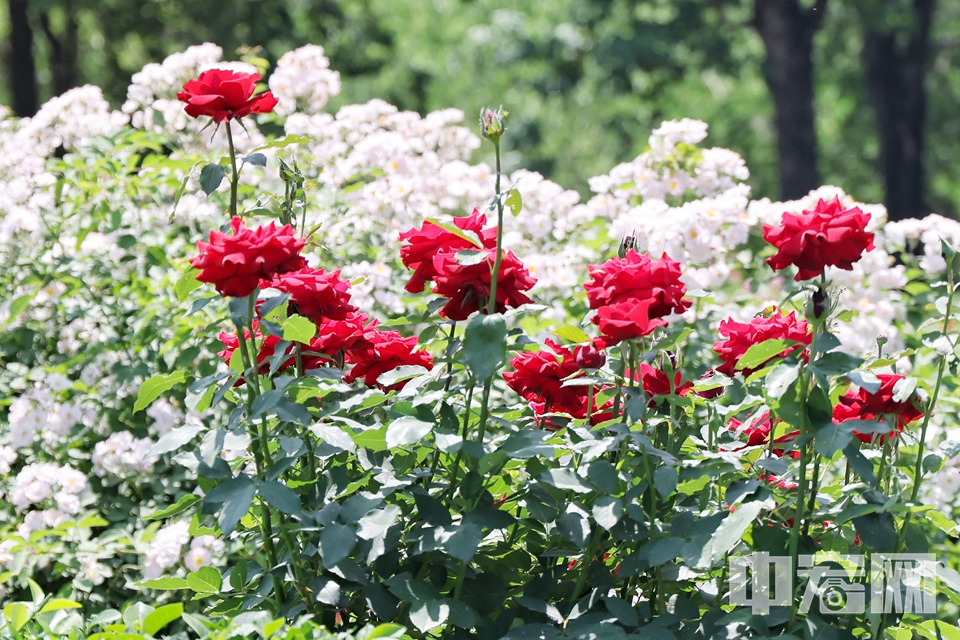 5月17日，游客在国家植物园（北园）月季园内欣赏盛开月季花。 陈硕 摄