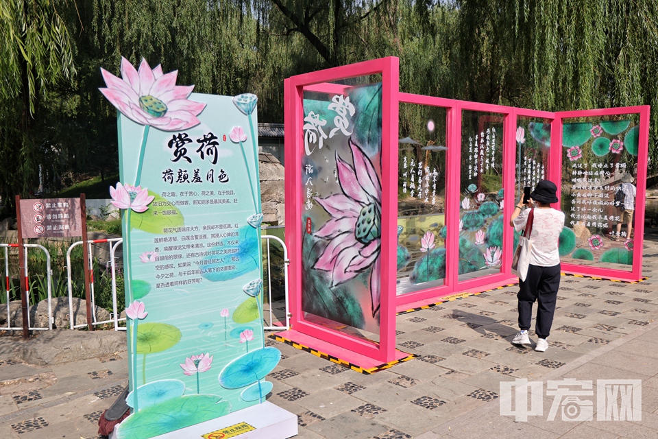 6月28日，圆明园第二十九届荷花节正式开幕。 陈硕 摄