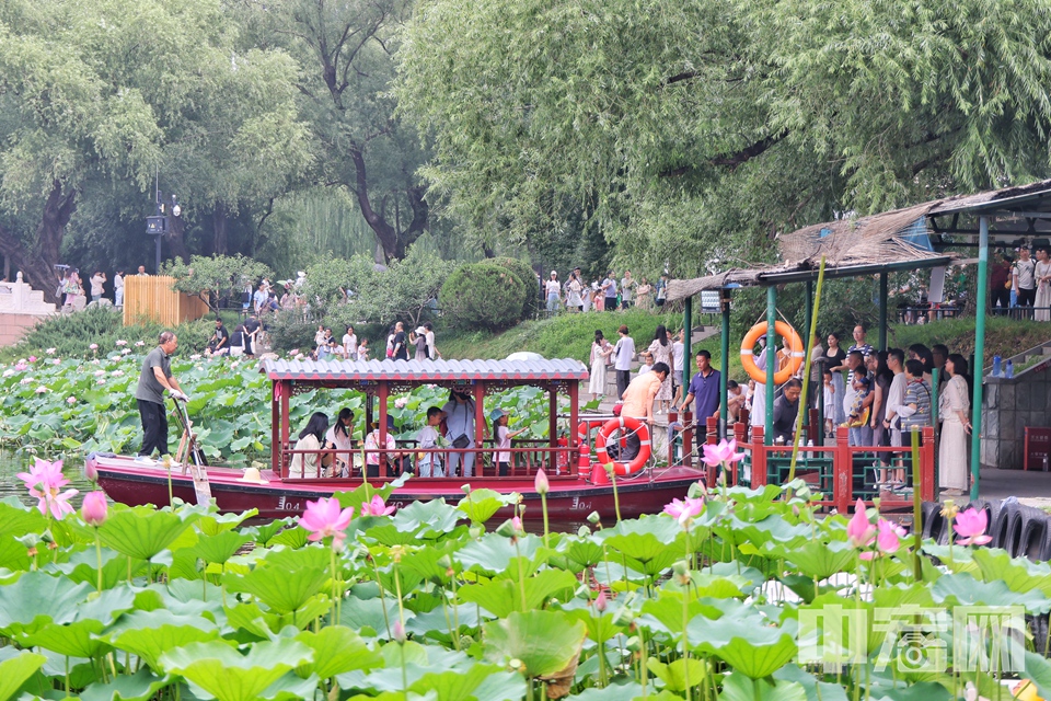 据了解，荷花渡景区是紫竹院公园1953年建园以后修建的，从20世纪60年代开始引进荷种，已有60余年的荷花栽培史，湖中间开出一条800米长的航道，“荷花渡”因此得名，荷花观赏面积约30余亩，成为京城夏季赏荷，市民消暑纳凉的好去处。 陈硕 摄