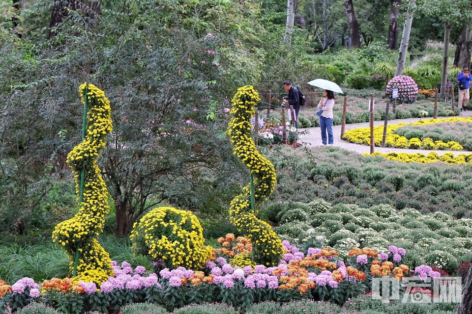 国家植物园第三届菊花展于国庆节前拉开帷幕。此次花展的主题为“逐梦金秋”，以菊花为主的20万余株鲜花荟萃一堂，将园区装扮成花的海洋。同时，在国庆期间还将举办红迷嘉年华、万物共生大讲堂等、盆景展、植此秋色文创市集等多项文化、科普及特色展览，丰富市民游客的假日文化娱乐生活。本届花展主要包括核心展区、精品菊展区、缤纷花境展区等游览区域。其中核心展区位于北园科普馆西侧，是由品种多样、色彩丰富的小菊打造而成的节日花海景观，占地面积约8000平米。花海以红灯笼为主要元素，搭配祥云和飘带图案，组成多彩色块，象征祖国锦绣山河，表达了对祖国繁荣昌盛的美好祝福。陈硕 摄