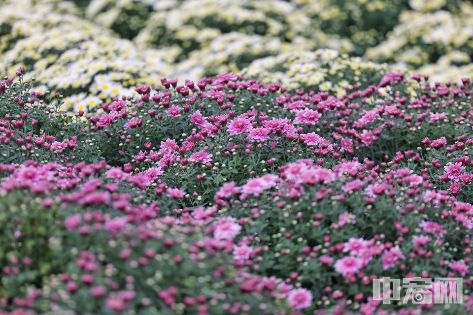 国家植物园第三届菊花展于国庆节前拉开帷幕。此次花展的主题为“逐梦金秋”，以菊花为主的20万余株鲜花荟萃一堂，将园区装扮成花的海洋。同时，在国庆期间还将举办红迷嘉年华、万物共生大讲堂等、盆景展、植此秋色文创市集等多项文化、科普及特色展览，丰富市民游客的假日文化娱乐生活。本届花展主要包括核心展区、精品菊展区、缤纷花境展区等游览区域。其中核心展区位于北园科普馆西侧，是由品种多样、色彩丰富的小菊打造而成的节日花海景观，占地面积约8000平米。花海以红灯笼为主要元素，搭配祥云和飘带图案，组成多彩色块，象征祖国锦绣山河，表达了对祖国繁荣昌盛的美好祝福。陈硕 摄