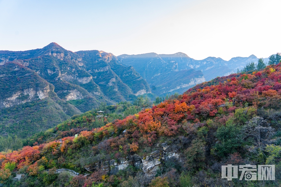 北京房山的著名賞紅葉景區坡峰嶺，正值賞紅葉的高峰期，景區山林紅葉滿山，游人爆棚。