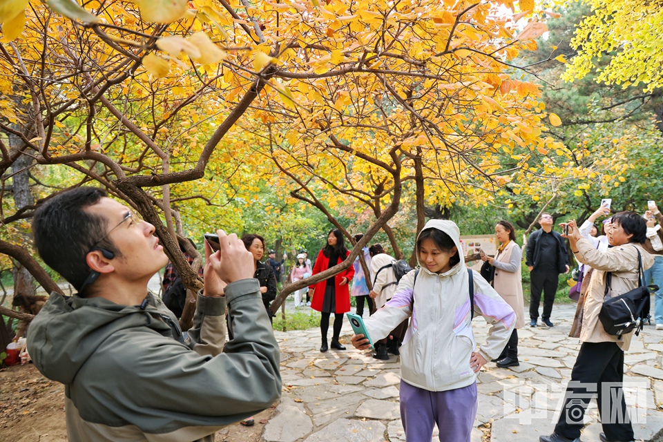 在主要景区、登山线路的主要岔路口等处，都摆放有“赏叶地图”，便于大家“按图索骥”赏秋景。  陈硕 摄