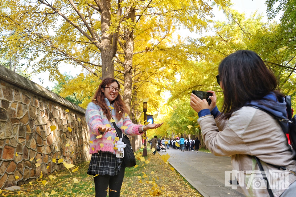 圆明园三园交界至西洋楼遗址西口的近千米银杏大道已进入最佳观赏期。