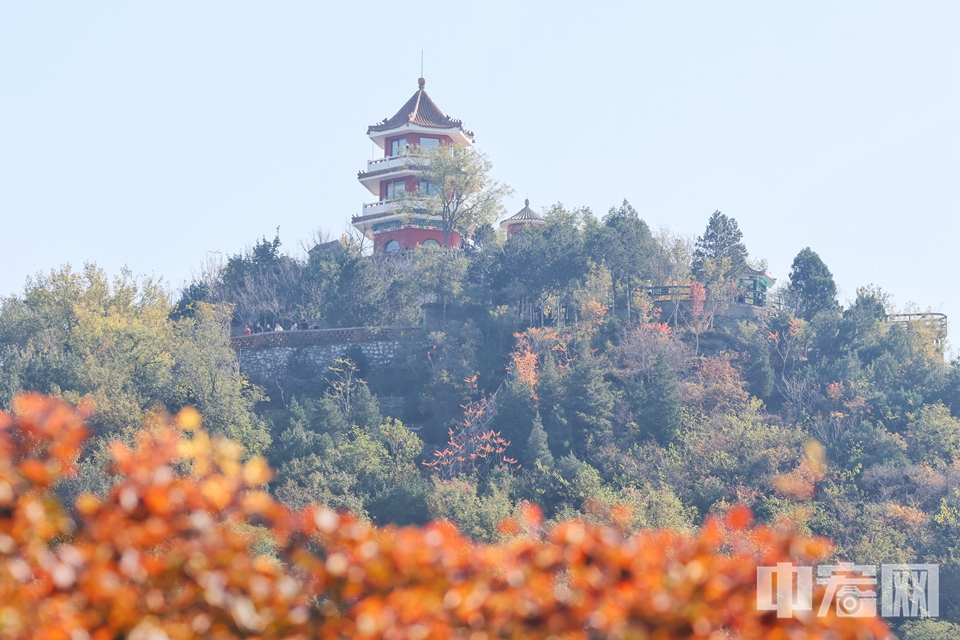 北京百望山森林公園紅葉進入最佳觀賞期。